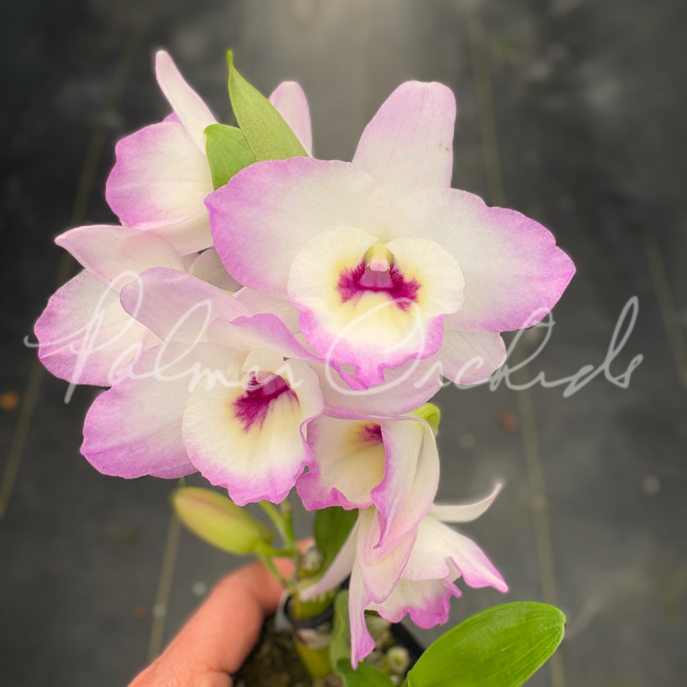 Den. My Sweet 'Wink' — Palmer Orchids